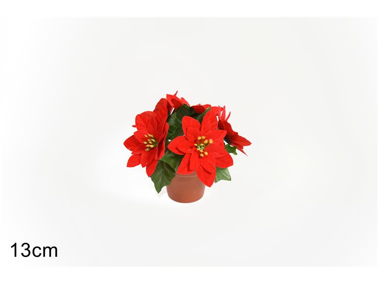 PIANTINA STELLA DI NATALE 5FIORI XY15388 - Natale > Bacche E Fiori > Set Stella Di Natale - Ingrosso B2B Magazzini Scatigna