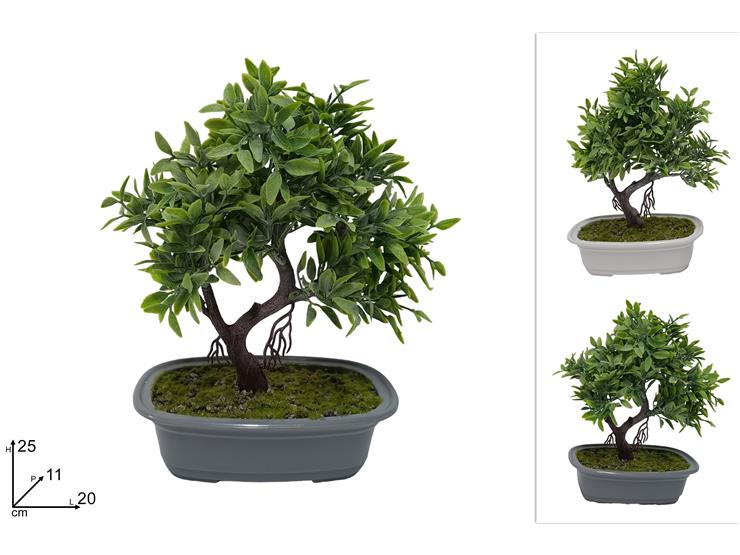 BONSAI Cm.25 2COL. FS962 - Everyday > Fiori Piante > Piantine - Ingrosso B2B Magazzini Scatigna