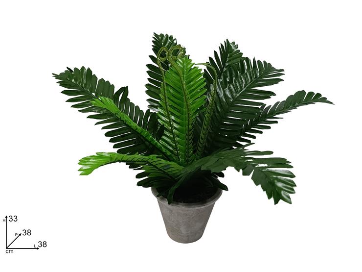 PIANTINA CICAS FS1323  - Everyday > Fiori Piante > Piantine - Ingrosso B2B Magazzini Scatigna