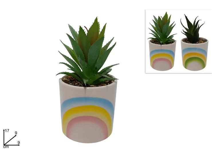 PIANTA GRASSA C/VASO DECORATO ASS.WTT001 - Everyday > Fiori Piante > Piantine - Ingrosso B2B Magazzini Scatigna