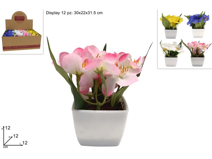 PIANTINA FIORI DI CAMPO 4COL.240252 - Everyday > Fiori Piante > Piantine - Ingrosso B2B Magazzini Scatigna