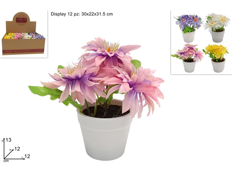 PIANTINA DALIA 4COL.IN DISPLAY 230084 - Everyday > Fiori Piante > Piantine - Ingrosso B2B Magazzini Scatigna