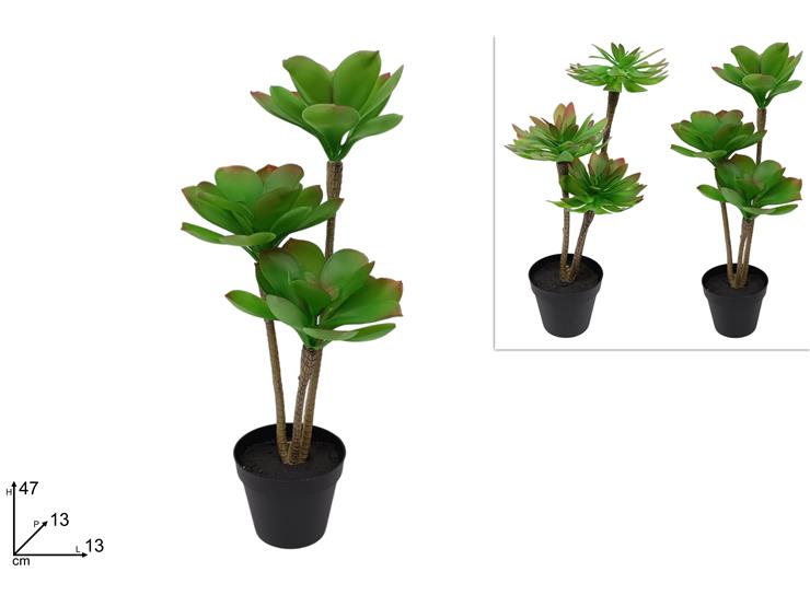PIANTA GRASSA C/VASO 2ASS.XD24-2496-2498 - Everyday > Fiori Piante > Piantine - Ingrosso B2B Magazzini Scatigna