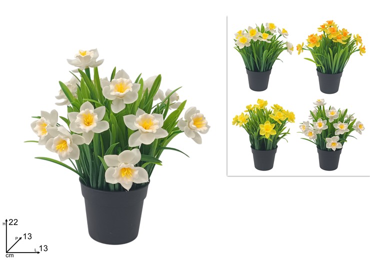 PIANTINA NARCISO 4COL.HY129-38088C/A-B-C - Everyday > Fiori Piante > Piantine - Ingrosso B2B Magazzini Scatigna